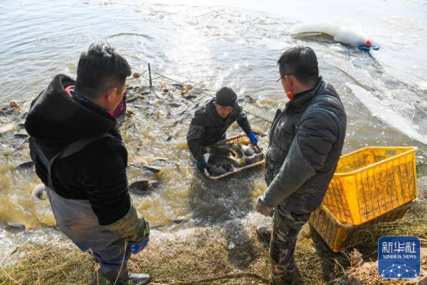涨8配资 黄河岸边的冬捕人 - 海报新闻