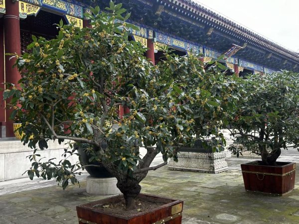 云上速融 金桂飘香！“颐和秋韵”桂花展启幕，十大公园联动